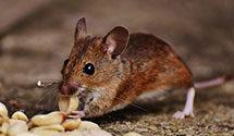 24 Hour & Emergency Exterminators in Rancho Mirage, CA